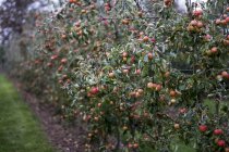 Árvores de maçã no jardim de pomar orgânico no outono com frutas vermelhas em galhos — Fotografia de Stock