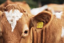 Vaca Guernsey vermelha e branca piebalda em pasto . — Fotografia de Stock