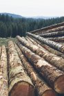 Stacked logs of freshly logged spruces and firs in Pacific Northwest forest, Washington, USA — Stock Photo