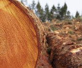 Madera aserrada tronco madera cortada con patrón de grano de madera . - foto de stock