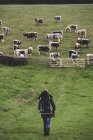 Вид под высоким углом на человека, выносящего ребенка и идущего к пасту со стадом английских длинноволосых петухов . — стоковое фото