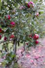 Apple tree in organic orchard garden in autumn with red fruit on branches — Stock Photo