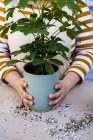 Close-up of person holding blue terracotta pot with plant. — Stock Photo