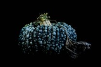 Close-up of knobbly blue pumpkin on black background. — Stock Photo