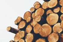 Abetos, cicutas e troncos de abetos recém-cortados empilhados na floresta — Fotografia de Stock