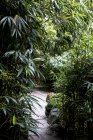 Camino del jardín a través de altas plantas de bambú y follaje en Oxfordshire, Inglaterra - foto de stock