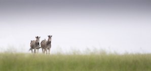 Zwei Zebras spazieren im grünen Gras mit klarem Horizont — Stockfoto