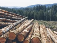 Bûches empilées d'épinettes et de sapins fraîchement coupés dans la forêt du Pacifique Nord-Ouest, Washington, États-Unis — Photo de stock