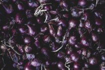 Close-up of freshly harvested red onions. — Stock Photo