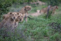 Orgoglio di leoni seduti insieme nell'erba verde mentre cacciano in Africa
. — Foto stock