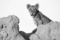 Lion cub sitting on termite mound with mouth open in black and white — Stock Photo