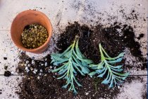 Вид сверху терракотового горшка с сочными растениями и почвой, прикрепленной к корням на столе . — стоковое фото