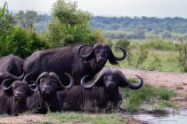 Manada de búfalos deitados na lama chafurdar em África — Fotografia de Stock