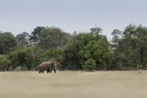 Toro elefante che cammina attraverso l'erba marrone-verde nel Parco Nazionale Greater Kruger, Africa — Foto stock