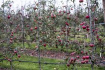 Pommiers dans le jardin du verger biologique en automne avec des fruits rouges sur les branches — Photo de stock