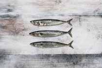 Vista dall'alto del pesce sgombro fresco su sfondo grigio rustico . — Foto stock