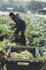 Mujer de pie en el campo y cosechando coliflores . - foto de stock