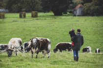 Mann trägt Jungen und steht auf der Weide mit englischen Langhorn-Kühen im Hintergrund. — Stockfoto