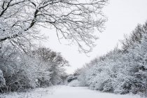 Winterlandschaft entlang einer von schneebedeckten Bäumen gesäumten Landstraße. — Stockfoto