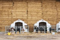 Wall of straw bales and calves in metal pens on farm. — Stock Photo