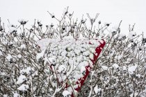Primer plano de la señal de tráfico triangular cubierta de nieve parcialmente oculta en el árbol . - foto de stock