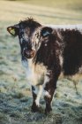 Inglés Longhorn calf standing on pasture, looking in camera . - foto de stock