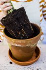 Close-up of person removing plant with soil attached to roots from terracotta pot. — Stock Photo