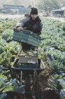 Woman standing in field, carrying plastic crate and harvesting cauliflowers. — Stock Photo