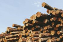 Stacked logs of freshly logged spruces, hemlocks and fir trees — Stock Photo