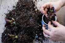 Close-up of person planting succulent in potting soil in coffee mug, succulent plants with soil attached to roots on table. — Stock Photo