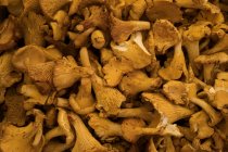 Close-up of fresh Chanterelle mushrooms at food market stall. — Stock Photo