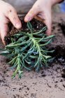 Close-up of person planting succulents in potting soil on table. — Stock Photo