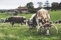 Herde englischer Langhorn-Kühe weidet auf der grünen Weide. — Stockfoto