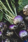 Close-up of bunch of freshly harvested turnips. — Stock Photo