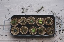 Hochwinkel-Nahaufnahme von Tablett mit Sukkulenten, die in Kies in Terrakottatöpfen gepflanzt werden. — Stockfoto