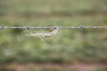 Close-up of strand of animal hairs in barbed wire fence on farm. — Stock Photo