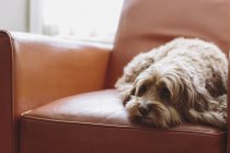 Cockapoo mixed breed dog with brown curly coat lying on brown leather chair. — Stock Photo