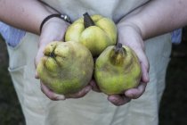 Primo piano della persona che detiene tre mele cotogne . — Foto stock