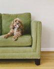 Cockapoo cane di razza mista appoggiato sul divano verde — Foto stock