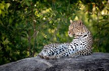 Leopard lying down on boulder with green vegetation background — Stock Photo