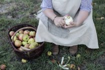 Cropped view of woman sitting in orchard next to brown wicker basket with freshly picked apples, peeling apple. — Stock Photo