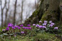 Close-up of small flowering cyclamens under tree in late winter in Oxfordshire, England — Stock Photo