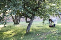 Femme dans le tablier tenant panier en osier brun, ramassant des pommes d'aubaine du sol . — Photo de stock