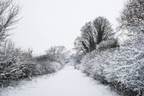 Paysage hivernal le long d'une route rurale bordée d'arbres enneigés . — Photo de stock