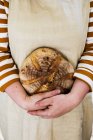 Крупный план человека, держащего свежеиспеченный круглый буханку хлеба . — стоковое фото