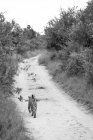 Leopard walking away on road with wild bushes of Africa landscape, black and white image — Stock Photo