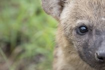 Hyène maculée en Afrique, portrait en gros plan — Photo de stock