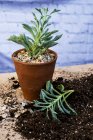 Close-up of terracotta pot with succulent and plants with soil attached to roots on table. — Stock Photo