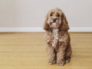 Кокапу смешанной породы собака с коричневым курчавым пальто глядя в камеру в помещении — стоковое фото
