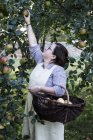 Woman in apron holding brown wicker basket, picking apples from tree. — Stock Photo